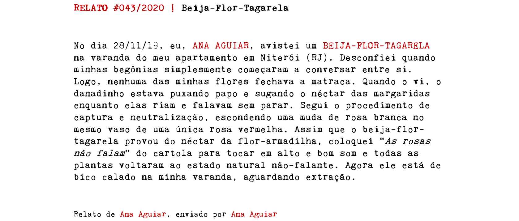 RELATO #043/2020 | Beija-Flor-Tagarela No dia 28/11/19, eu, ANA AGUIAR, avistei um BEIJA-FLOR-TAGARELA na varanda do meu apartamento em Niterói (RJ). Desconfiei quando minhas begônias simplesmente começaram a conversar entre si. Logo, nenhuma das minhas flores fechava a matraca. Quando o vi, o danadinho estava puxando papo e sugando o néctar das margaridas enquanto elas riam e falavam sem parar. Segui o procedimento de captura e neutralização, escondendo uma muda de rosa branca no mesmo vaso de uma única rosa vermelha. Assim que o beija-flor-tagarela provou do néctar da flor-armadilha, coloquei “As rosas não falam” do cartola para tocar em alto e bom som e todas as plantas voltaram ao estado natural não-falante. Agora ele está de bico calado na minha varanda, aguardando extração. Relato de Ana Aguiar, enviado por Ana Aguiar